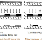 màng cảm quang